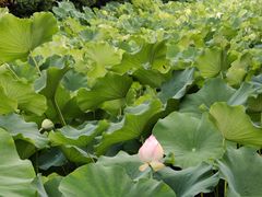 -四川大学(华西校区)