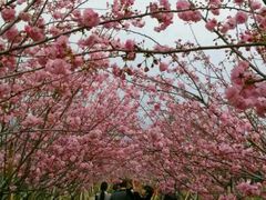 -天适樱花悠乐园