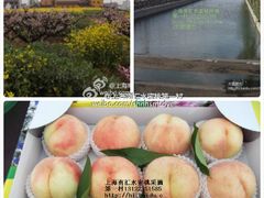 -南汇水蜜桃采摘(大团店)