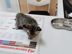 -瑞派长江宠物医院·猫科·外科·24小时夜护(谊城公寓分院)