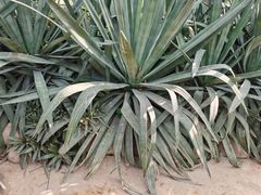 -祥源·阜阳生态乐园