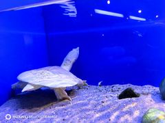 -上海海洋水族馆