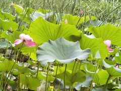 -洛阳市隋唐城遗址植物园