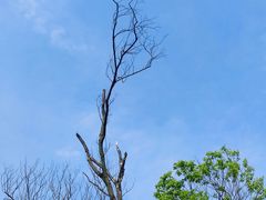 -西湖风景区-江洋畈生态公园