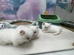 -糯米喵星人总部直营旗舰店·猫舍·幼猫出售