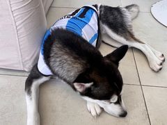 -怪兽屋·羊驼·猫咖·狗咖(俊华广场店)