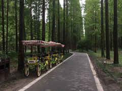 -黄海国家森林公园