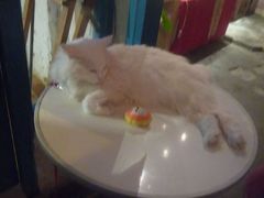 -Babycat私家御饼屋(龙头路一店)