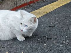 -溪岸路花鸟市场
