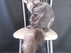 -十年猫舍·猫咪专门店(普陀店)
