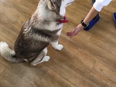 -Husky Go! 哈士奇体验馆·宠物咖啡厅狗咖