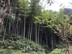 -峨眉山报国寺