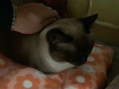 -猫咪博物馆(顶澳仔猫街店)