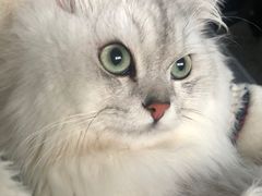 -美联众合动物医院(·中兽医·疑难杂症·严家桥分院)