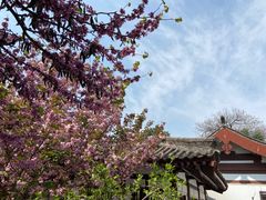-西安青龙寺遗址景区