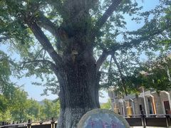 -千年银杏谷文化旅游区