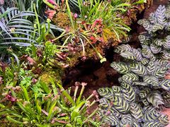 -正佳雨林生态植物园
