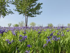 -渭河城市绿地运动公园