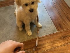 -宠小格时尚宠物生活馆(唐镇店)