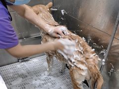 -北京观赏动物医院·24小时大型综合·猫专科·异宠专科