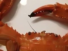 -渡海小渔村.老辈日照菜