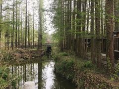 -日照海滨国家森林公园