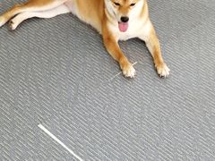 -柴源莊·柴小宠柴犬咖啡