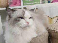 -楼上猫咖(罗湖店)