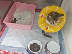 -东莞宠友24H宠物中心医院·转诊夜诊·异宠(新河北路院)