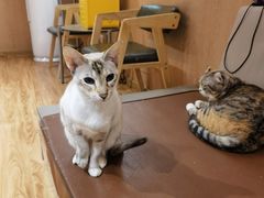 -MOCHA明星猫咖(田子坊店)