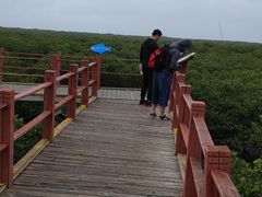 -北海金海湾红树林生态旅游区