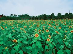 -武汉紫薇都市田园