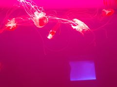 -多彩贵州城极地海洋世界