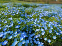 -花开海上生态园