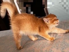 -欣宠猫屋·矮脚拿破仑·蓝金金渐层