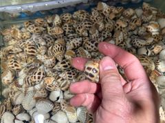 -加餐海鲜自助(宝龙一城店)