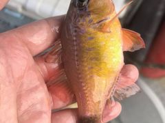 -小猫钓鱼海钓俱乐部(椰梦长廊店)