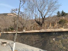 -石老人观光园