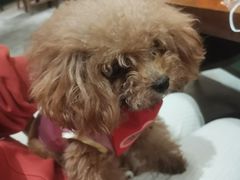 -more than meow吴止猫主题餐厅(承德 中船汇店)