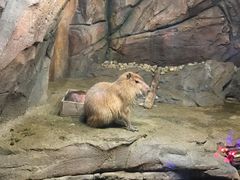 -哈尔滨波塞冬海底世界