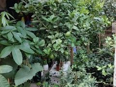 -细村农贸综合市场