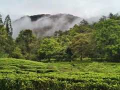 -姑婆山旅游区