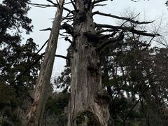 -天目山大树王景区