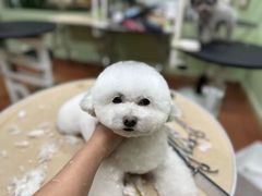 -鑫艺宠物美容培训学校