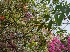 -深圳国际园林花卉博览园