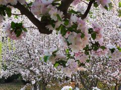-海棠花溪(元大都城垣遗址公园)
