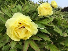 -莲花池公园