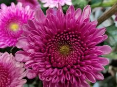 -植物学家的女儿(北马道巷店)