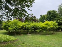 -大望京公园