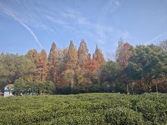 -虎跑公园